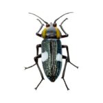 ビットリオ・コスタンティーニ フィギュリン 甲虫