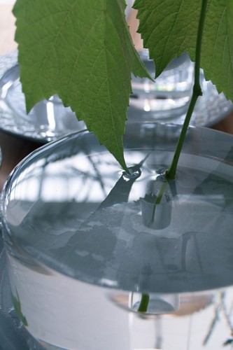 SHALLOWS 花瓶 -a flower blooming in a puddle-