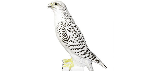 アウガルテン フィギュリン ハヤブサ ( Augarten Figurine Gyrfalcon )