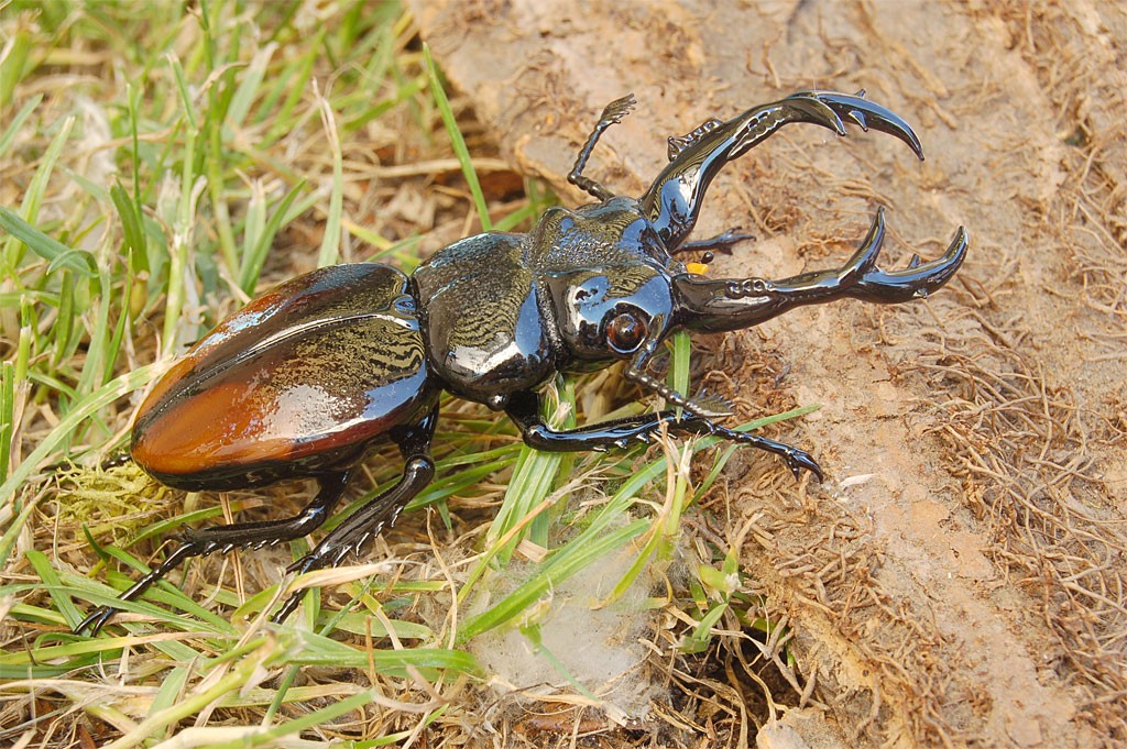ビットリオ・コスタンティーニ フィギュリン クワガタ ( Vittorio Costantini Figurine Coleoptera Lucanidae )