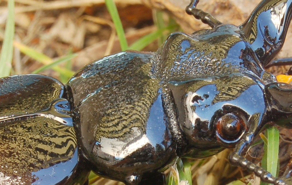 ビットリオ・コスタンティーニ フィギュリン クワガタ ( Vittorio Costantini Figurine Coleoptera Lucanidae )