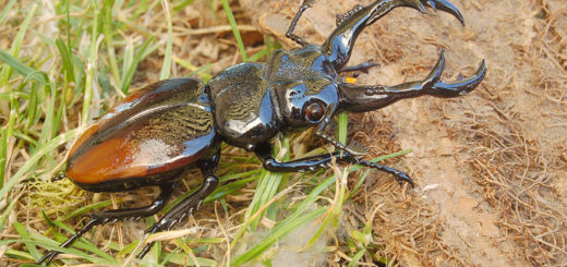 ビットリオ・コスタンティーニ フィギュリン クワガタ ( Vittorio Costantini Figurine Coleoptera Lucanidae )