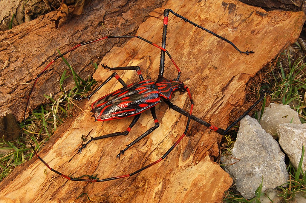 ビットリオ・コスタンティーニ フィギュリン カミキリムシ ( Vittorio Costantini Figurine Coleoptera Cerambycidae )