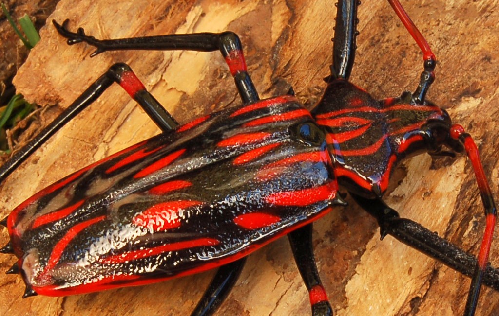 ビットリオ・コスタンティーニ フィギュリン カミキリムシ ( Vittorio Costantini Figurine Coleoptera Cerambycidae )