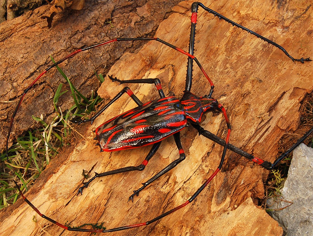 ビットリオ・コスタンティーニ フィギュリン カミキリムシ ( Vittorio Costantini Figurine Coleoptera Cerambycidae )