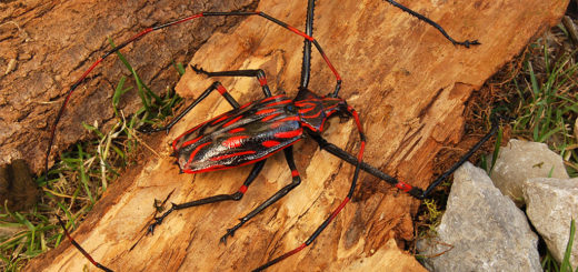 ビットリオ・コスタンティーニ フィギュリン カミキリムシ ( Vittorio Costantini Figurine Coleoptera Cerambycidae )