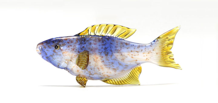 ビットリオ・コスタンティーニ 熱帯魚 ホワイト ブルー イエロー