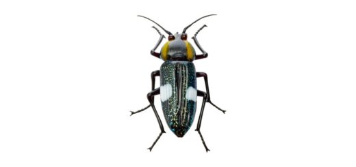 ビットリオ・コスタンティーニ フィギュリン 甲虫 ( Vittorio Costantini Figurine　Beetle )